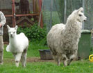 Lamas, 1 großes und 1 kleines