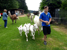 Enzos Sohn Angelo gefolgt von Ziegen und einem weißen  Lama, im Hintergrund andere braune und weiße  Lamas