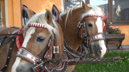 Großaufnahme zweier braunee Pferde mit weißer Zeichnung im Gesicht, noch im Geschirr  