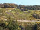 herbstliche Weinberge bei Michelbach