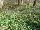 Waldboden, bedeckt mit Bärlauch