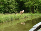 Treidelpferd am Ufer