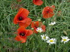 Mohn und Margeriten im Feld