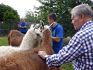 Antonio umringt von Lamas, vorne Klaus streicht das weiche Fell