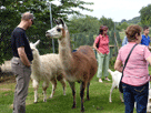 Unsere Mitglieder zwischen Lamas und Ziegen