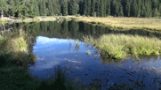 Kleiner Arbersee mit Schwingrasen und "schwimmenden Inseln"