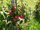 dicke rote Äpfel an den bäumen