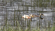 Enten auf dem See im Schilf