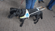 Blindenhund Blaze, ein schwarzer Labrador