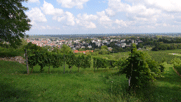 Blick über die Weinberge nach Bad Bergzabern