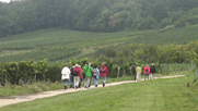 Pitschedabber, von hinten gesehen, wandern durch die Weinberge