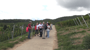 Pitschedabber auf einem Weg zwischen Weinbergen