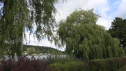 Blick vom Ufer auf den See, rechts eine Trauerweide