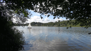 Blick unter Bäumen hindurch auf den See mit Segelboot