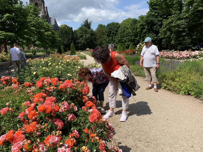 Gruppe im Rosengarten . Sie riechen an den Rosen.