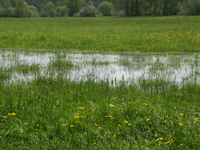 Wasser auf den Wiesen