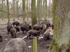 Bild: Wildschweine in der Fasanerie