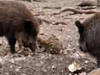 Bild:Frischlinge zwischen zwei großen Wildschweinen