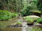 Waldnaabtal mit Felsen im Flussbett, Wald